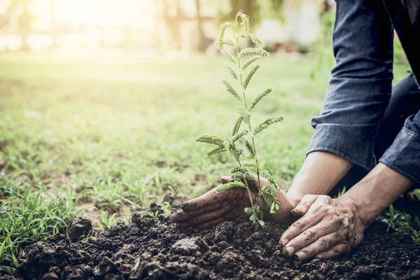 Ung Man Plantera Trädet Trädgården Som Jorden Dag Och Spara — Stockfoto