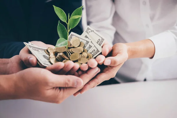 Handen Van Business Team Bedrijf Plant Kiemen Kweken Van Gouden — Stockfoto