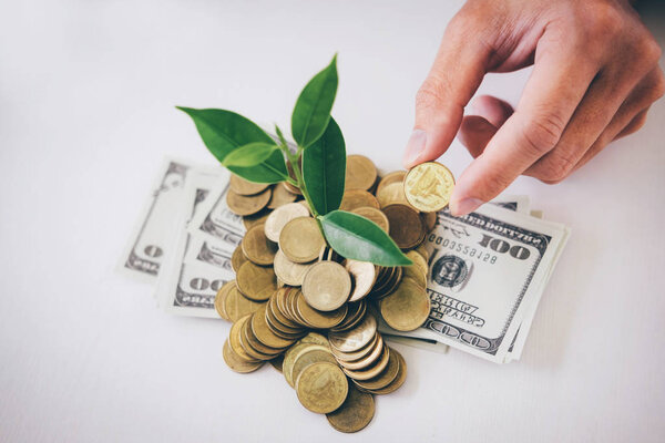 Hands of businessman putting coin into plant sprouting growing from golden coins and banknotes, business investment and strategy concept.