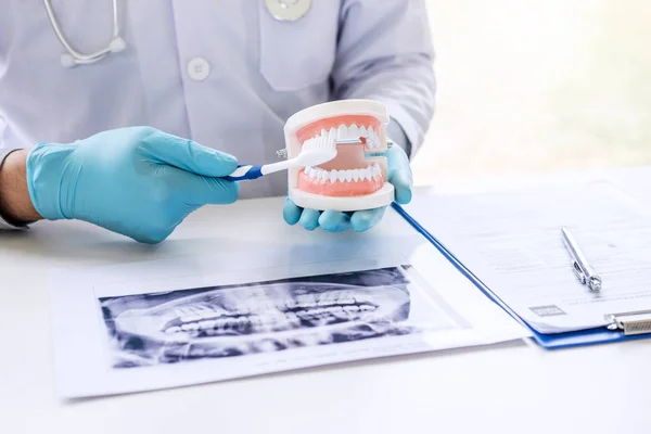 Dentist hand holding of jaw model of teeth and cleaning dental with toothbrush.