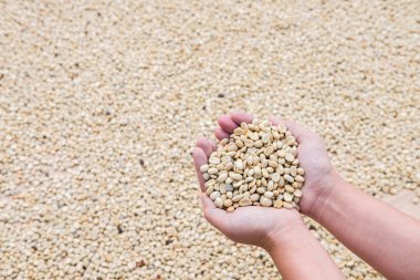 Kahve çekirdekleri eller u'bir kahve ürün varlık önce işlem