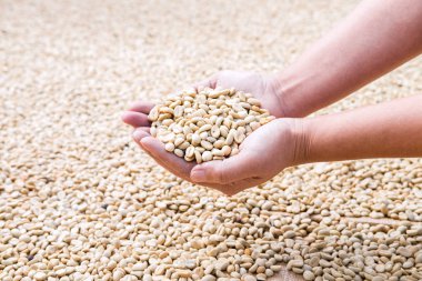 Kahve çekirdekleri eller u'bir kahve ürün varlık önce işlem