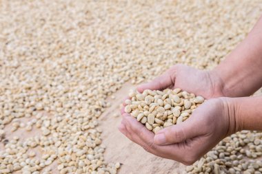 Kahve çekirdekleri eller u'bir kahve ürün varlık önce işlem