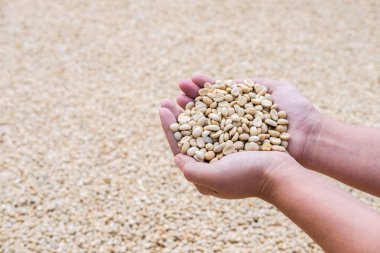 Kahve çekirdekleri eller u'bir kahve ürün varlık önce işlem