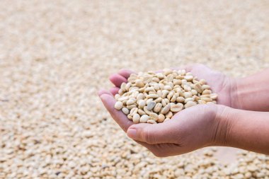 Kahve çekirdekleri eller u'bir kahve ürün varlık önce işlem