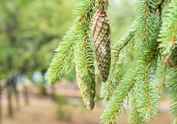 Κουκουνάρι σε ένα πεύκο. Pine κλαδιά στη φύση. — Φωτογραφία Αρχείου