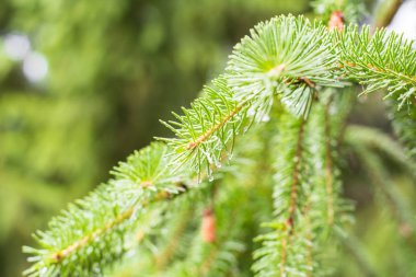 Çam ağacı çam dalı. Çam ağacı çam ormanı içinde. Vahşi doğa. Yeşillik. Park. Açık fotoğraf.