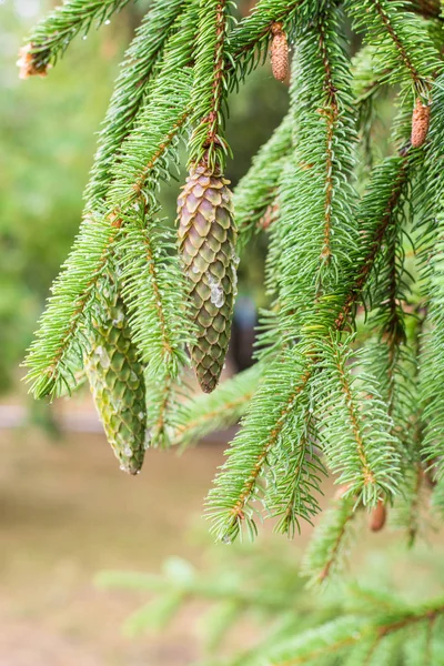 Κουκουνάρι Ένα Πεύκο Pine Κλαδιά Στη Φύση — Φωτογραφία Αρχείου