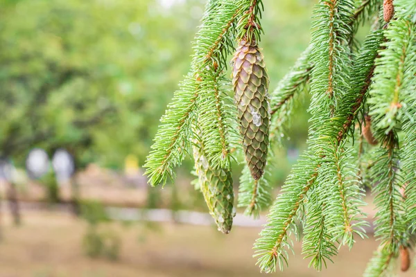 Κουκουνάρι Ένα Πεύκο Pine Κλαδιά Στη Φύση — Φωτογραφία Αρχείου