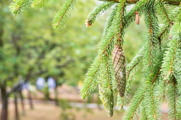 Κουκουνάρι σε ένα πεύκο. Pine κλαδιά στη φύση. — Φωτογραφία Αρχείου