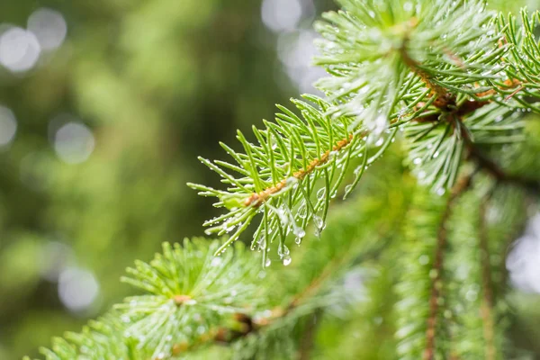 Pine branch on pine tree. Pine tree in pine forest. Wild nature. Greenery. Park. Outdoor photo.