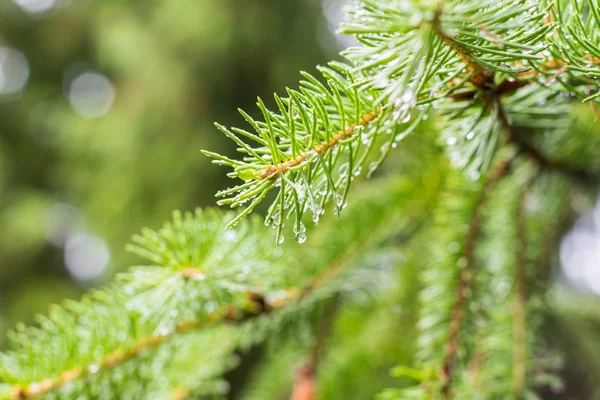 Çam ağacı çam dalı. Çam ağacı çam ormanı içinde. Vahşi doğa. Yeşillik. Park. Açık fotoğraf.