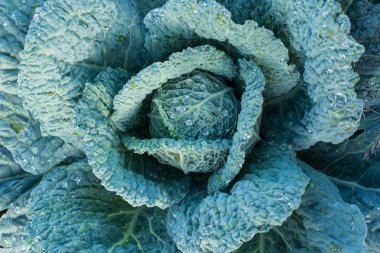 Yumuşak odak büyük lahana bahçesinde. Sonbaharda hasat. Doğada sebze. Bahçe ve yetiştirme. Sağlıklı gıda ve beslenme. Vitamin A, Vitamin B, Vitamin K. mineraller gıda.