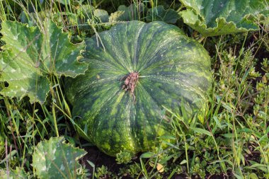Ev yetiştirilen organik kabak sebze bahçesinde. Yeşil sulu olgunlaşma kabak mutfak bahçesinde. Tarım ve Bahçe. Sonbaharda hasat.