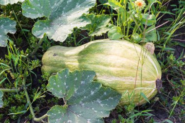 Ev yetiştirilen organik kabak sebze bahçesinde. Yeşil sulu olgunlaşma kabak mutfak bahçesinde. Tarım ve Bahçe. Sonbaharda hasat.