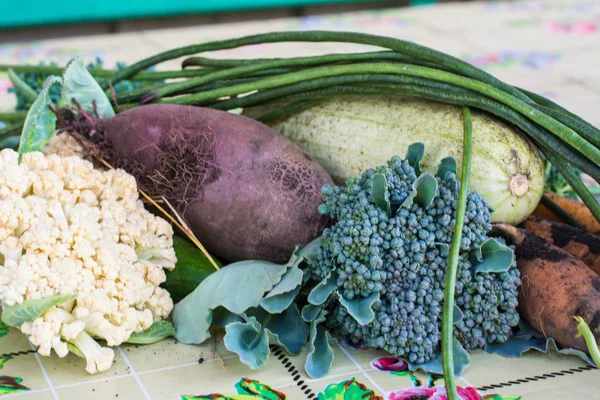 Closeup of freshly harvested vegetables turnips, beetroots, carrots, round marrow, tomatoes, cucumber, zucchini, kidney beans, broccoli, beet . Aytumn harvest. Still life of vegetable.