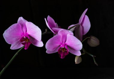 Siyah arka plan, metin için yer mor orkide cins. Sevgililer günü. Sevgililer. Anneler günü. Spa