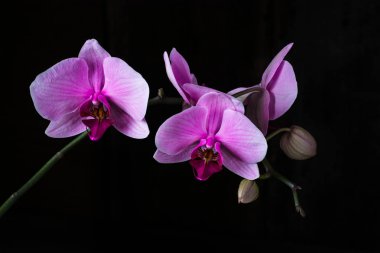 Siyah arka plan, metin için yer mor orkide cins. Sevgililer günü. Sevgililer. Anneler günü. Spa