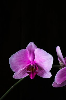 Siyah arka plan, metin için yer mor orkide cins. Sevgililer günü. Sevgililer. Anneler günü. Spa