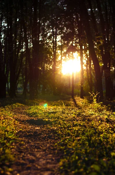 Golden summer forest sunset evening scenic view