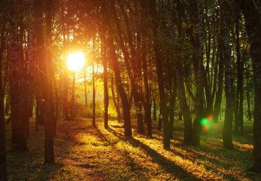 Yaz orman günbatımı akşam doğal doğal arka plan