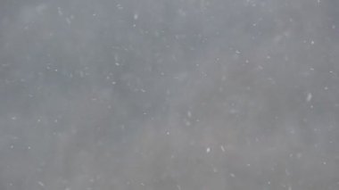 Kar taneleri ile soğuk kış rüzgarının bulanık orman arka plan üzerinde uçmak. Yakın çekim kar parçacıklar