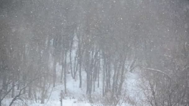 白色暴雪在森林背景下变得越来越难 — 图库视频影像