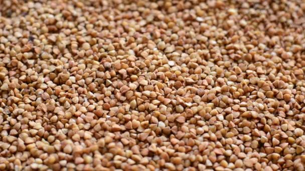 Buckwheat Grain Textured Background Slow Review Healthy Organic Groats Close — Stock Video