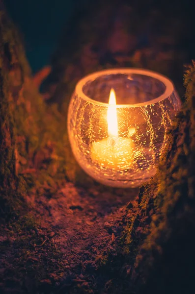 Sıcak Portakal Alev Ağacı Gece Sahne Yakın Çekim Içinde Küçük — Stok fotoğraf