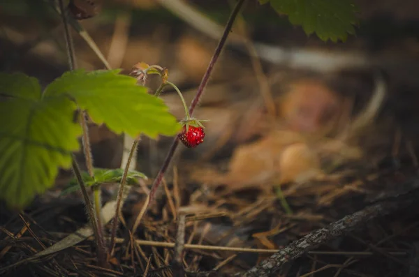 Smaczny Czerwony Poziomka Lesie Szczegół Lato Naturalny Tło Ciemny Ciepły — Zdjęcie stockowe