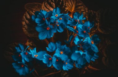 Bright blue viola flowers on dark background clipart