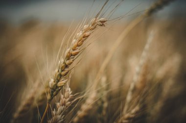 Bulutlu bir günde sahada çavdar ın yakın çekim çivisi
