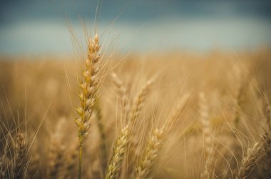 Güneşli bir günde sahada bir çavdar yakın çekim spikelet