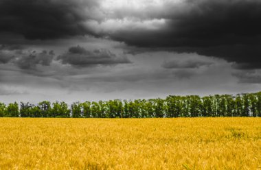 Kasvetli gökyüzünün altında sarı çavdar tarlası ve yeşil orman ile Rustik manzara