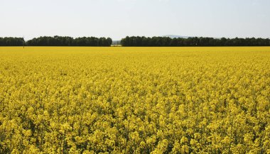 Kolza tohumu ile orman parlak bahar gökyüzü altında arka planda sarı alan