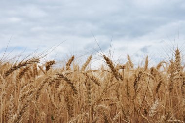 Mısır koçanı ile bulutlar gökyüzü altındaki alanında ayrıntı