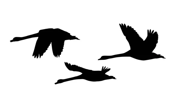 Conjunto Três Silhuetas Cisnes Voadores Vetor Isolado Sobre Fundo Branco — Vetor de Stock