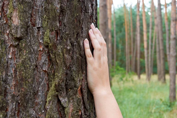年轻女子触摸树干的手和森林中的树皮树 — 图库照片
