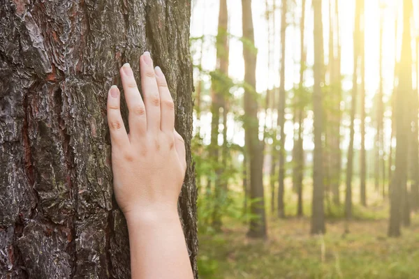 Una Joven Mujer Sostiene Mano Sobre Tronco Árbol Bosque Con —  Fotos de Stock