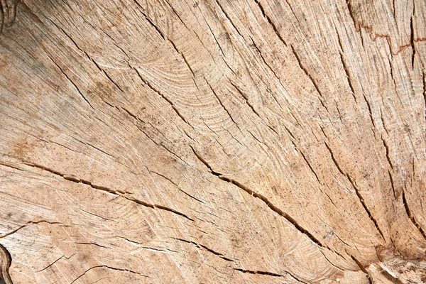 Detaillierte Holzstruktur Von Buche Oder Eiche — Stockfoto
