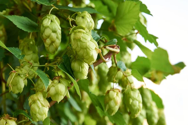 Close-up of plant, cones and hops leaves, isolated on white background