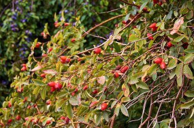 Bir ağaç, yaprak ve meyve Kuşburnu, erik ağacı üzerinde arka plan bulanık ile görünümünü