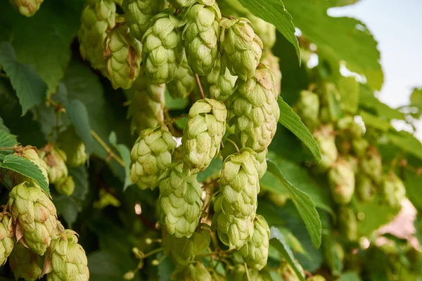 Close-up of plant, cones and hops leaves with defocused background