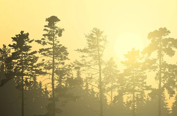 针叶林与松树和云杉的矢量插图 在清晨的黄色和橙色的天空下升起的阳光和阳光 — 图库矢量图片