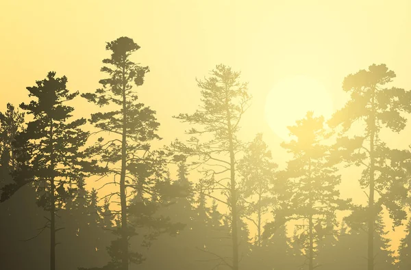 Vektorillustrasjon Barskog Med Furu Spirer Morgengul Oransje Himmel Med Stigende – stockvektor