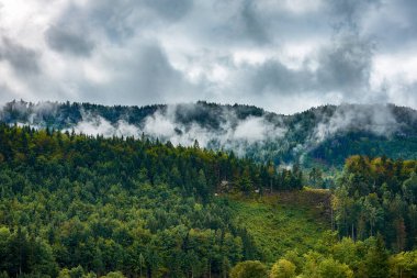 Avusturya dağ manzarası ile iğne yapraklı orman sis ve sis altında sonbahar gökyüzü bulutlu görünümünü