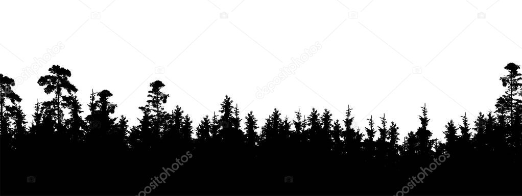 Realistic silhouette of tree top in coniferous forest, with space for text - vector, Isolated on white background