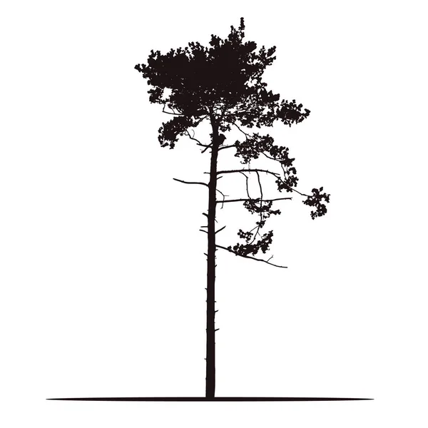 白い背景の木 松枝と針 分離ベクトルのリアルなシルエット — ストックベクタ