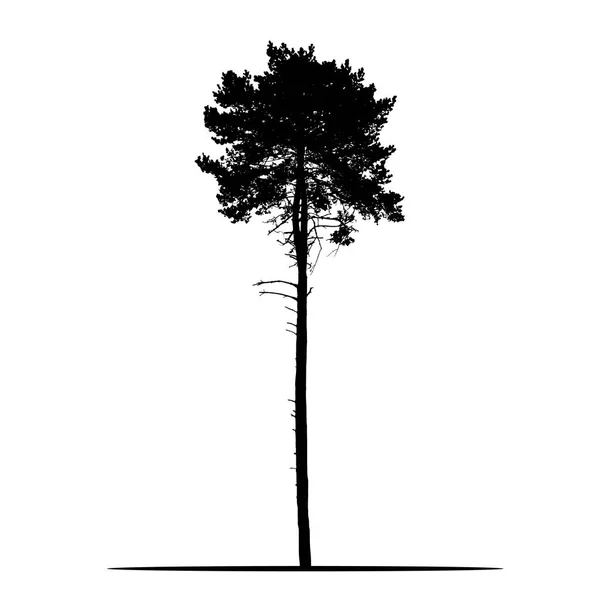 Realistiska Silhuetten Träd Tall Med Grenar Och Nål Isolerade Vektor — Stock vektor