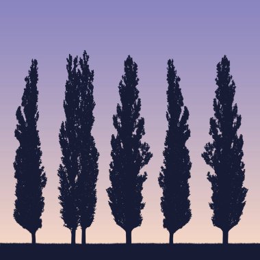Gerçekçi illüstrasyon bir manzara ve kavak gibi bir windbreak sabit veya batan güneşin - mor mavi gökyüzü altında çim kıyısında satırı vektör